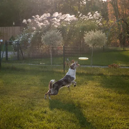 Zen Sasino