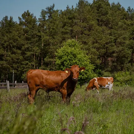 Zen 公寓 萨希诺