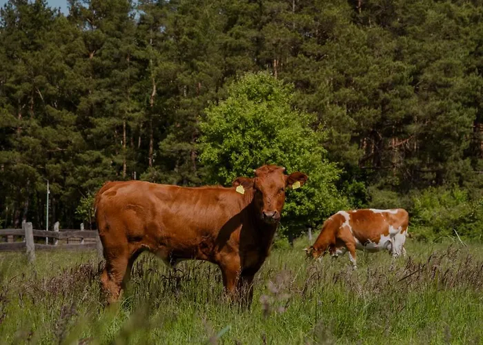 Zen Апартаменты Сашино